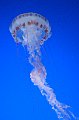 Monterey Bay aquarium